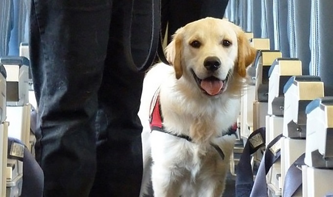 Perro de asistencia en vuelo