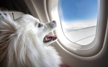 Viajar con mascotas en easyJet