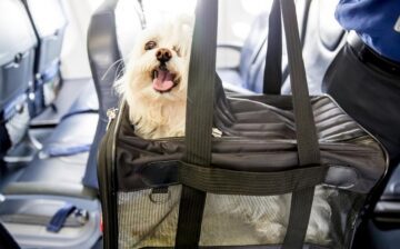 Viajar con mascotas en Norwegian