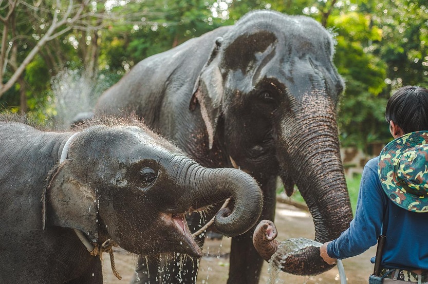 tailandia elefantes